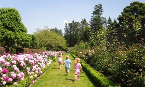 Penshurst Peonies