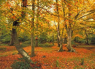 Jane Austen circular walk