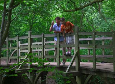 Ashdown Forest