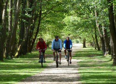Forest Leisure Cycling