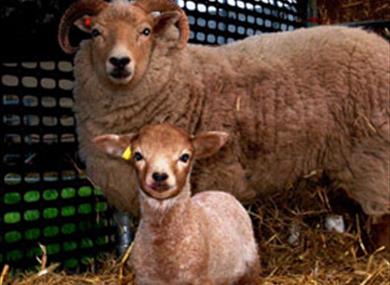 South of England Rare Breeds Centre