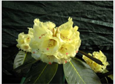 Late Rhododendrons Display