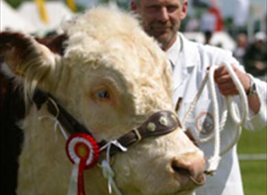Surrey County Show 2013
