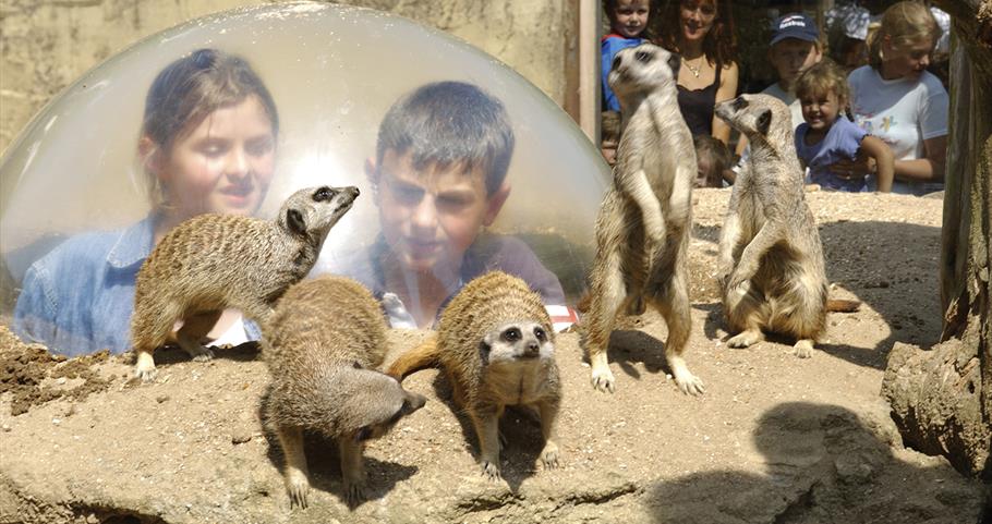 Meerkats at Drusillas Park, East Sussex 