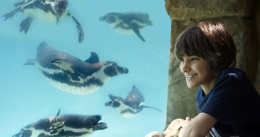 Penguin Bay, Drusillas Park, East Sussex 