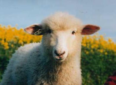 Seven_Sisters_Sheep_Centre,sussex,birling,country