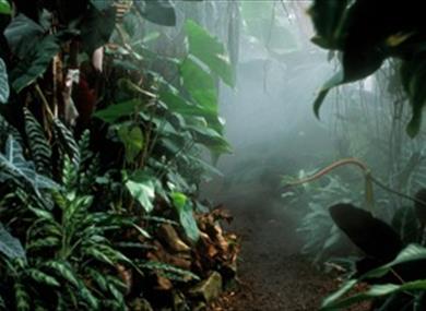 The Living Rainforest