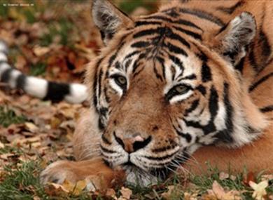 Tiger at Port Lympne Wild Animal