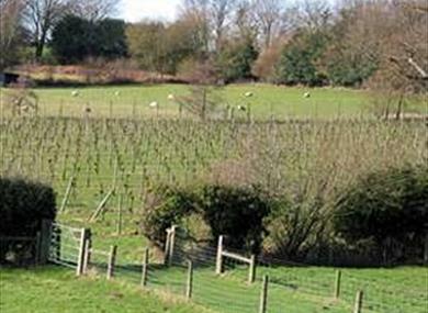 Barnsgate Manor Vineyard
