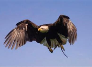 Eagle Heights Bird of Prey Centre