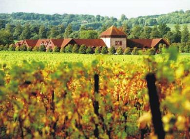 Denbies Vineyard