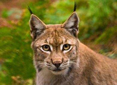 The New Forest Wildlife Park