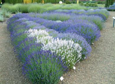 A profusion of lavender greets the visitor to Downderry Nursery.