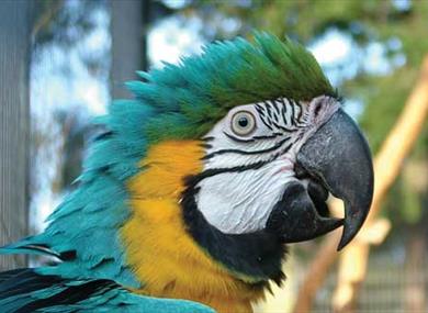Birdworld