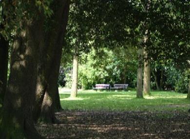 Benches under the trees at Hotham Park