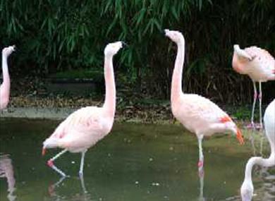 Birdworld