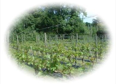 Sandhurst Vineyards
