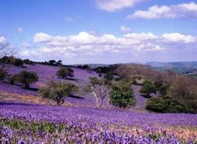 Ventnor Downs