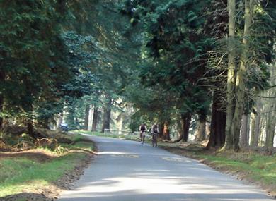Cycling in the New Forest