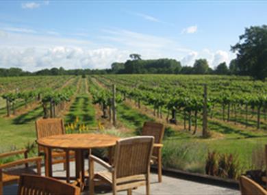 Vineyard
