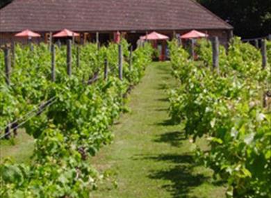 Elham Valley Vineyard