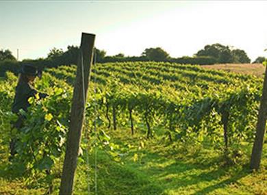 Biddenden Vineyards and Cider Works
