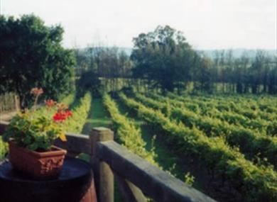 Nutbourne Vineyards
