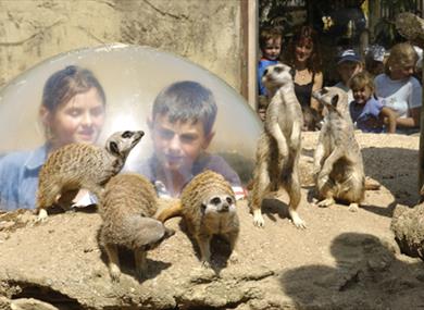 Meerkat Dome at Drusillas
