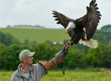 The Hawk Conservancy, total trust