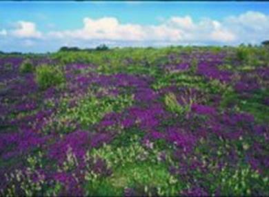 Greenham and Crookham Common