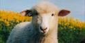 Seven_Sisters_Sheep_Centre,sussex,birling,country