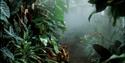 The Living Rainforest