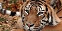 Tiger at Port Lympne Wild Animal
