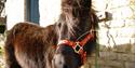 Pony at Cogges
