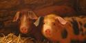 Piglets at Cogges