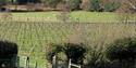 Barnsgate Manor Vineyard