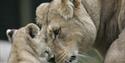 Port Lympne Wild Animal Park