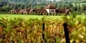 Denbies Wine Estate is England's largest and most spectacular vineyeard