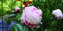 The Secret Gardens of Sandwich