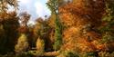 Autumn Trees