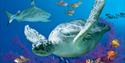 Black Tip Shark and Green Turtle
