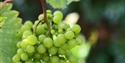 The English Wine Centre, grapes