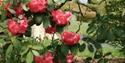 High Beeches Garden,sussex,hands cross,countryside
