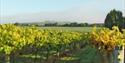 Highdown Vineyard grapevines