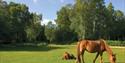 The New Forest