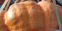 Pumpkin Festival