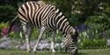 Zebra at Cotswold Wildlife Park
