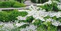 White Garden and Kissing Bridge