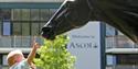 Child touching horse at Ascot Racecourse