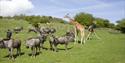 Livingstone Safari Lodge Port Lympne Wild Animal